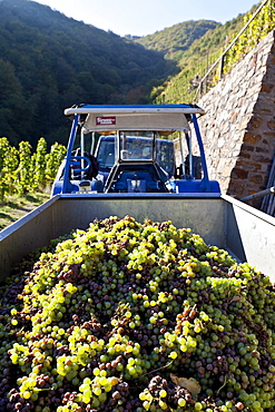 Tractor with grapes on the Moselle, Rhineland-Palatinate, Germany, Europe