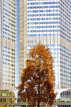 ECB, European Central Bank, autumn, Frankfurt am Main, Hesse, Germany, Europe