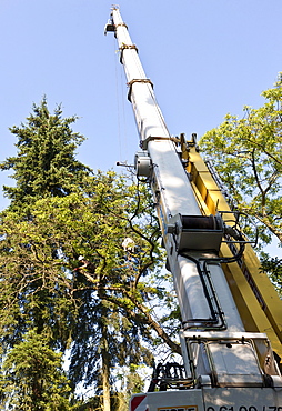 Lumberjack secured by a rope felling a tree piece by piece with a chainsaw, Germany, Europe