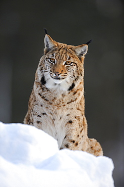 Eurasian lynx (Lynx lynx), wildlife park, Nationalpark Bayerischer Wald, Bavarian Forest National Park, Bavaria, Germany, Europe