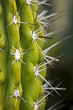 Close-up shot of a Toothpick Cactus (Stetsonia coryne)