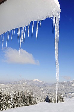 Icicles above Reit im Winkl, Chiemgau, Bavaria, Germany, Europe