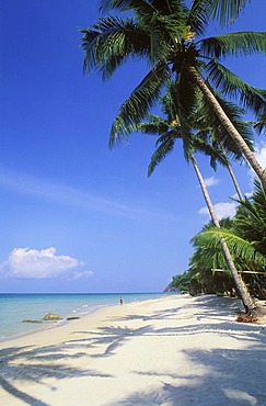 Coconut palm trees on White Sand Beach, Hat Sai Kao, Koh Chang Island, Trat, Thailand, Southeast Asia