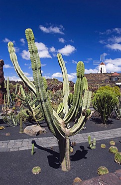 Wind mill in the cactus garden, Jardin de Cactus, built by the artist Cesar Manrique, Guatiza, Lanzarote, Canary Islands, Spain, Europe