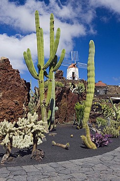 Wind mill in the cactus garden, Jardin de Cactus, built by the artist Cesar Manrique, Guatiza, Lanzarote, Canary Islands, Spain, Europe