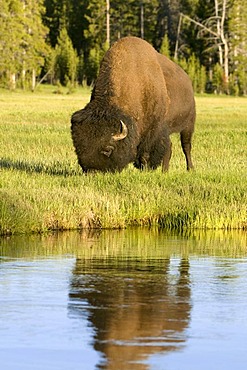 Bison (Bison bison), bull, Yellowstone National Park, Wyoming, USA, North America