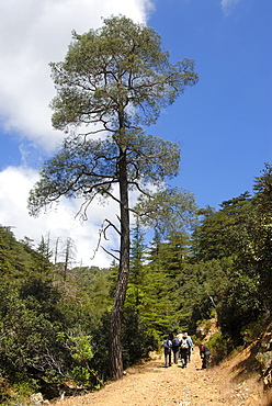 Group of hikers hiking below a tall Aleppo Pine (Pinus halepensis), Tripylos, Troodos Mountains, Southern Cyprus, Republic of Cyprus, Mediterranean Sea, Europe