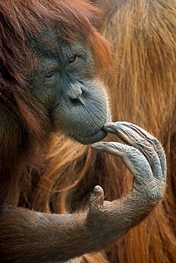 Bornean Orangutan (Pongo pygmaeus), thoughtful-looking female, portrait