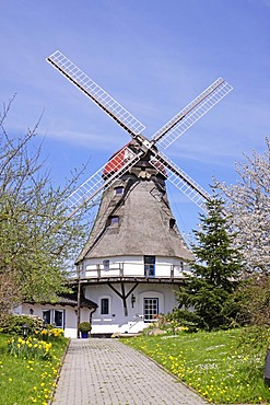 Windmill in Klein Groedersby, Schlei, Schleswig-Holstein, Germany, Europe