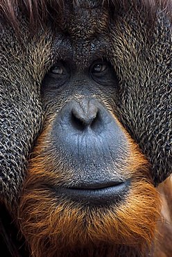 Bornean Orangutan (Pongo pygmaeus), male with prominent cheek flaps, portrait