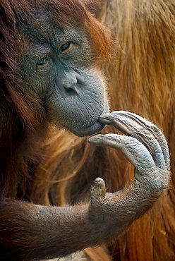 Bornean Orangutan (Pongo pygmaeus), thoughtful-looking female, portrait