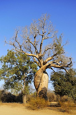 Intertwined Baobabs (Adansonia grandidieri), Morondava, Madagascar, Africa