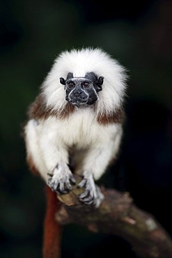 Cottontop Tamarin (Saguinus oedipus), adult in a tree, South America