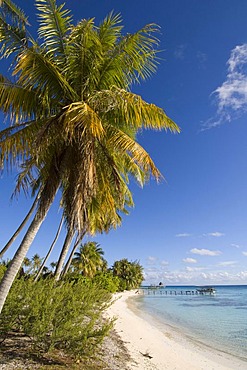 Beach, Fakarava, Havaiki-te-araro, Havai'i or Farea atoll, Tuamotu Archipelago, French Polynesia, Pacific Ocean