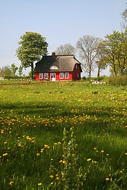 Red thatched house on a spring meadow, Cape Arkona, Ruegen, Germany, Europe