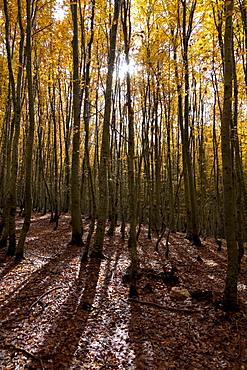 Forest with Indian summer colouring, beech forest