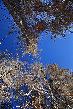 Pine trees killed by an outbreak of mountain pine beetles which killed millions of acres of pine trees in the American west; scientists expect the problem to worsen due to global warming, because very cold weather is needed to kill the beetles, Grand Lake