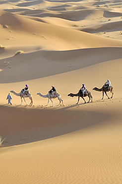 Camel trekking, Erg Chebbi, Morocco, Africa