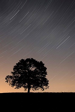 Tree with starry sky, Appenzell, Switzerland, Europe