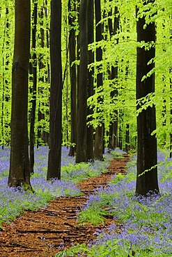 Forest path through a forest of Common Beeches (Fagus sylvatica) with Bluebells (Hyacinthoides), spring, Hallerbos, Brussels, Belgium, Europe