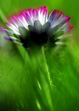 Daisy (Bellis perennis)