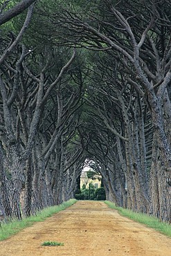 Avenue lined with plane trees, Provence, France, Europe