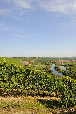 Escherndorf on the Main, Lower Franconia, Bavaria, Germany, Europe