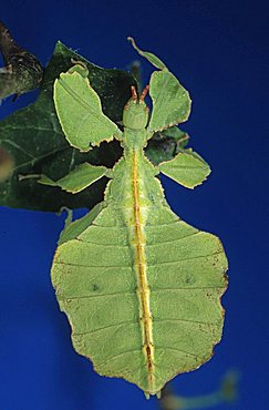 Lalkingleaves (Phyllium spec), captive