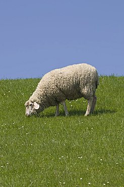 Grazing sheep dyke, Lower Saxony, Germany, Europe