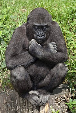 Young Gorilla (Gorilla)