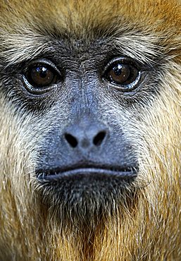 Black Howler Monkey (Alouatta caraya), pup