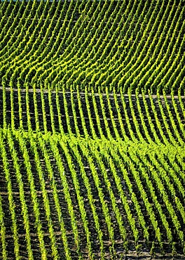 Vineyards in the romantic Middle Rhine Valley, UNESCO World Heritage Site, Rhineland-Palatinate, Germany, Europe