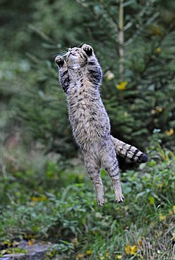 Wild Cat (Felis silvestris) jumping