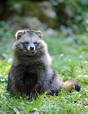 Raccoon Dog (Nyctereutes procyonoides)