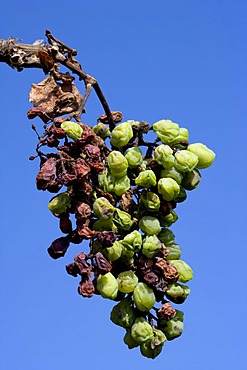 Withered Pinot blanc, white Burgundy grapes