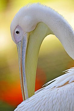 White Pelican (Pelecanus onocrotalus) grooming