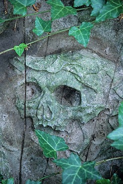 Skull on an old grave stone with ivy