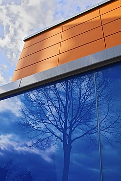 Reflection of a tree in a blue glass facade, Bonn, North Rhine-Westphalia, Germany, Europe