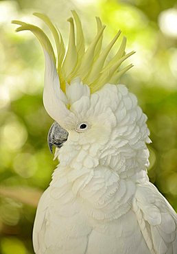 Sulphur-crested Cockatoo (Cacatua galerita), crest in raised position, Queensland, Australia