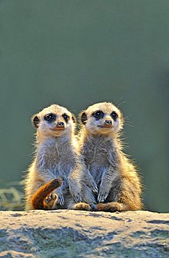 Meerkats (Suricata Suricatta), two young animals