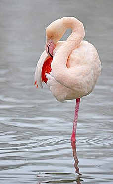 Greater Flamingo (Phoenicopterus ruber roseus) cleaning its plumage