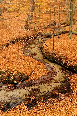 Meandering stream with autumn foliage, Nonnenfliess Nature Reserve, Brandenburg, Germany, Europe