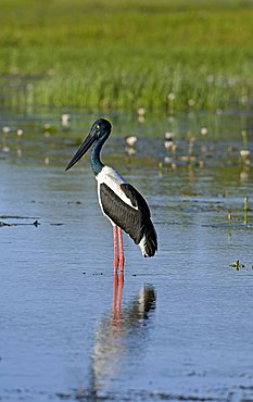 Jabiru, Ephippiorhynchus asiaticus, australia