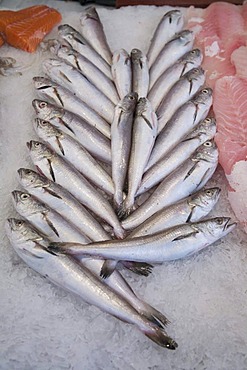 Sale of fresh fish, Mercado Central, Valencia, Comunidad Valenciana, Spain, Europe