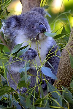 Koala , Phascolarctus cinereus, victoria, Australia