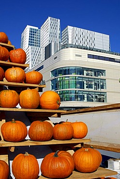 Pumpkins, An der Hauptwache square, in the back the Galeria Kaufhof shopping mall in the city centre, and a modern office tower in the PalaisQuartier, Palais Quartier, Frankfurt am Main, Hesse, Germany, Europe