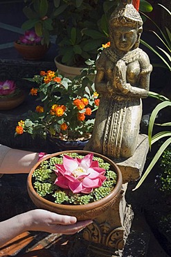 Lotus flower (Nelumbo nucifera), sacrificial offering, Bopha Angkor Hotel, Siem Reap, Cambodia, Indochina, Southeast Asia, Asia