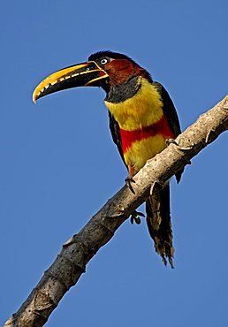 Small toucan, Pteroglossus castanotis, Pantanal, Brasil