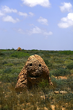 Giant ant hill or termite nest, Western Australia, Australia