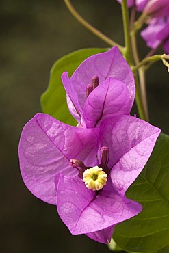 Bougainvillea glabra, Toscolano-Maderno, Lake Garda, Lombardy, Italy, Europe